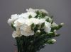 Spray Carnations