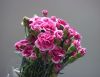 Spray Carnations