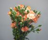 Spray Carnations