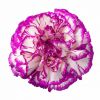 Cut Carnations