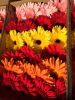 Gerberas