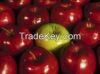 Fresh apple for new se...