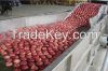 Fruit Pulp Processing ...