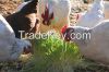 Chicken Fodder System