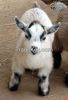 African Pygmy Goats