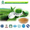 Natural Tea Polyphenols Green Tea Extract