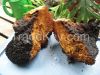 Chaga Mushrooms