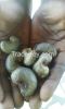 RAW CASHEW NUTS IN SHE...