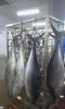 frozen tuna fish