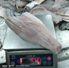Halibut Fish