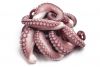 Whole Squid (Cleaned, ...