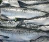 Frozen Salmon,Atlantic...