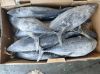 Frozen Tuna ,Yellowfin...