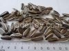 Confectionary Striped Sunflower Seeds Jaguar for Roasting