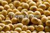 Soy Beans