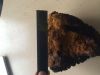 Dry chaga