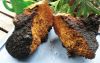 Dry chaga