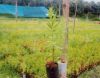 Sandalwood Plants