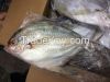 FROZEN WHOLE ROUND SILVER POMFRET