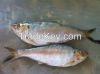 FROZEN WHOLE ROUND ILISHA / HILSA FISH