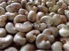 Cashew Nut