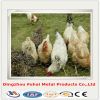 Chicken mesh hot sale