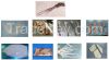 Giant frozen Squid (Do...