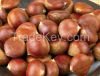 chestnut