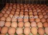 Chicken Eggs