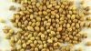Coriander seeds