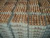 Fresh Chicken eggs, Fe...