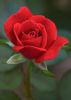 Exporter of Roses , Ca...