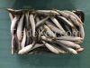 Frozen sardine fish for tuna bait