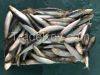 Frozen sardine fish for tuna bait