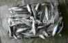 Frozen sardine fish fo...