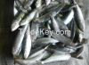 Frozen sardine fish fo...