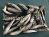 Frozen sardine fish for tuna bait