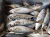 Frozen japanese scad, ...