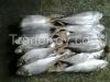 Frozen horse mackerel ...