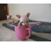 Gorgeous Beige Chihuhu...
