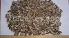 Black sunflower seeds ...