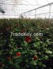 Red Rose