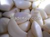 Golden fresh onion ,