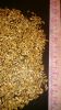 Milk thistle seeds (Silybum marianum): $1, 5-2/kg