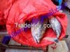 Frozen Skipjack Tuna 