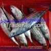 Frozen Skipjack Tuna 