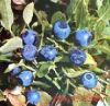 bilberry extract