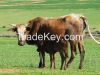 Nguni Heifers, Bulls a...