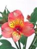 Alstromeria