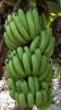 FRESH GREEN CAVENDISH BANANA